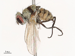  ( - CBG-B00082-H02)  @11 [ ] CreativeCommons - Attribution Share - Alike (2025) CBG Photography Group Centre for Biodiversity Genomics