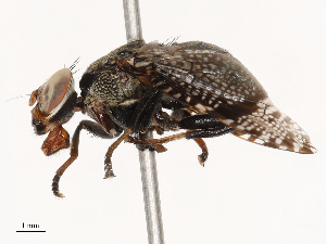  ( - CBG-B00082-H05)  @11 [ ] CreativeCommons - Attribution Share - Alike (2025) CBG Photography Group Centre for Biodiversity Genomics