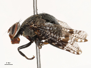  ( - CBG-B00082-H06)  @11 [ ] CreativeCommons - Attribution Share - Alike (2025) CBG Photography Group Centre for Biodiversity Genomics