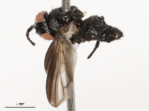  ( - CBG-B00089-D04)  @11 [ ] CreativeCommons - Attribution Share - Alike (2025) CBG Photography Group Centre for Biodiversity Genomics