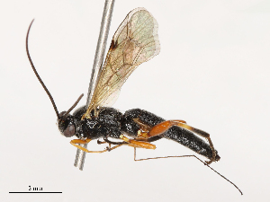  (Pimpla nipponica - CBG-B00090-A11)  @11 [ ] CreativeCommons - Attribution Share - Alike (2025) CBG Photography Group Centre for Biodiversity Genomics