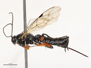  ( - CBG-B00090-B07)  @11 [ ] CreativeCommons - Attribution Share - Alike (2025) CBG Photography Group Centre for Biodiversity Genomics