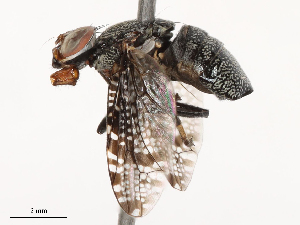  ( - CBG-B00090-B12)  @11 [ ] CreativeCommons - Attribution Share - Alike (2025) CBG Photography Group Centre for Biodiversity Genomics