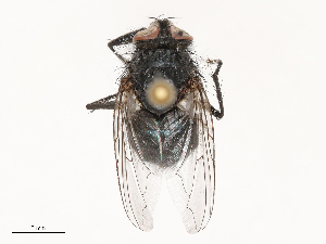  ( - CBG-B00090-D12)  @11 [ ] CreativeCommons - Attribution Share - Alike (2025) CBG Photography Group Centre for Biodiversity Genomics