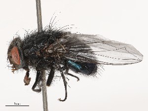  ( - CBG-B00090-E03)  @11 [ ] CreativeCommons - Attribution Share - Alike (2025) CBG Photography Group Centre for Biodiversity Genomics