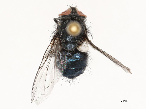  ( - CBG-B00090-E05)  @11 [ ] CreativeCommons - Attribution Share - Alike (2025) CBG Photography Group Centre for Biodiversity Genomics