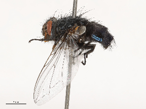  ( - CBG-B00090-E06)  @11 [ ] CreativeCommons - Attribution Share - Alike (2025) CBG Photography Group Centre for Biodiversity Genomics