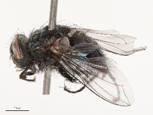  ( - CBG-B00090-E07)  @11 [ ] CreativeCommons - Attribution Share - Alike (2025) CBG Photography Group Centre for Biodiversity Genomics