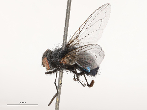  ( - CBG-B00090-E08)  @11 [ ] CreativeCommons - Attribution Share - Alike (2025) CBG Photography Group Centre for Biodiversity Genomics