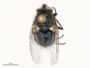 ( - CBG-B00090-E10)  @11 [ ] CreativeCommons - Attribution Share - Alike (2025) CBG Photography Group Centre for Biodiversity Genomics