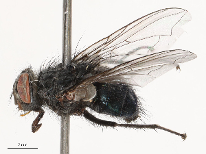  ( - CBG-B00090-F01)  @11 [ ] CreativeCommons - Attribution Share - Alike (2025) CBG Photography Group Centre for Biodiversity Genomics