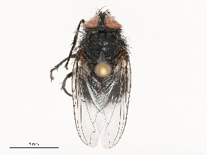  ( - CBG-B00090-F03)  @11 [ ] CreativeCommons - Attribution Share - Alike (2025) CBG Photography Group Centre for Biodiversity Genomics