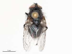  ( - CBG-B00090-F04)  @11 [ ] CreativeCommons - Attribution Share - Alike (2025) CBG Photography Group Centre for Biodiversity Genomics