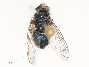  ( - CBG-B00090-F08)  @11 [ ] CreativeCommons - Attribution Share - Alike (2025) CBG Photography Group Centre for Biodiversity Genomics