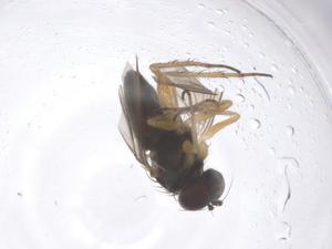  ( - CBG-B00113-D01)  @11 [ ] CreativeCommons - Attribution Share - Alike (2025) Centre for Biodiversity Genomics Centre for Biodiversity Genomics