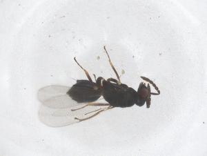  ( - CBG-B00114-C07)  @11 [ ] CreativeCommons - Attribution Share - Alike (2025) Centre for Biodiversity Genomics Centre for Biodiversity Genomics