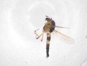  ( - CBG-B00822-D12)  @11 [ ] CreativeCommons - Attribution Share - Alike (2025) Centre for Biodiversity Genomics Centre for Biodiversity Genomics