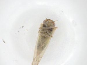  ( - CBG-B00824-A04)  @11 [ ] CreativeCommons - Attribution Share - Alike (2025) Centre for Biodiversity Genomics Centre for Biodiversity Genomics