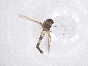  ( - CBG-B00825-G05)  @11 [ ] CreativeCommons - Attribution Share - Alike (2025) Centre for Biodiversity Genomics Centre for Biodiversity Genomics