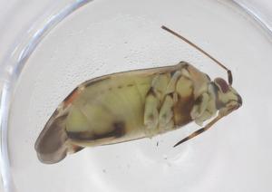  ( - CBG-B00826-E08)  @11 [ ] CreativeCommons - Attribution Share - Alike (2025) Centre for Biodiversity Genomics Centre for Biodiversity Genomics