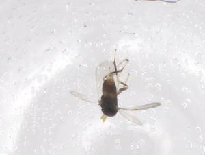  ( - CBG-B01295-C06)  @11 [ ] CreativeCommons - Attribution Share - Alike (2025) Centre for Biodiversity Genomics Centre for Biodiversity Genomics