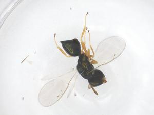  ( - CBG-B01297-G01)  @11 [ ] CreativeCommons - Attribution Share - Alike (2025) Centre for Biodiversity Genomics Centre for Biodiversity Genomics