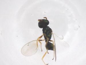  ( - CBG-B01301-E12)  @11 [ ] CreativeCommons - Attribution Share - Alike (2025) Centre for Biodiversity Genomics Centre for Biodiversity Genomics