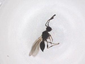  ( - CBG-B01301-G03)  @11 [ ] CreativeCommons - Attribution Share - Alike (2025) Centre for Biodiversity Genomics Centre for Biodiversity Genomics