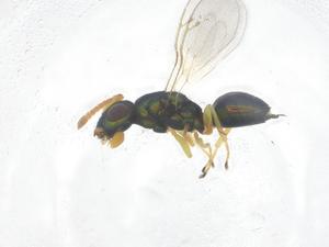  ( - CBG-B01335-C01)  @11 [ ] CreativeCommons - Attribution Share - Alike (2025) Centre for Biodiversity Genomics Centre for Biodiversity Genomics