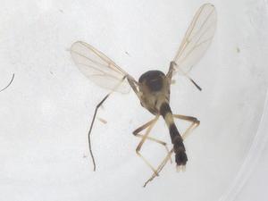  ( - CBG-B01471-A03)  @11 [ ] CreativeCommons - Attribution Share - Alike (2025) Centre for Biodiversity Genomics Centre for Biodiversity Genomics