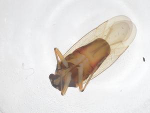  ( - CBG-B01474-G12)  @11 [ ] CreativeCommons - Attribution Share - Alike (2025) Centre for Biodiversity Genomics Centre for Biodiversity Genomics