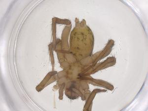  ( - CBG-B01544-H02)  @11 [ ] CreativeCommons - Attribution Share - Alike (2025) Centre for Biodiversity Genomics Centre for Biodiversity Genomics