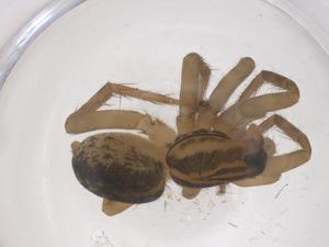  ( - CBG-B01550-A09)  @11 [ ] CreativeCommons - Attribution Share - Alike (2025) Centre for Biodiversity Genomics Centre for Biodiversity Genomics