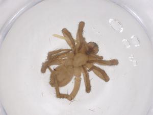  (Piratula tanakai - CBG-B01550-D10)  @11 [ ] CreativeCommons - Attribution Share - Alike (2025) Centre for Biodiversity Genomics Centre for Biodiversity Genomics