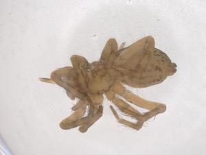  ( - CBG-B01550-F02)  @11 [ ] CreativeCommons - Attribution Share - Alike (2025) Centre for Biodiversity Genomics Centre for Biodiversity Genomics