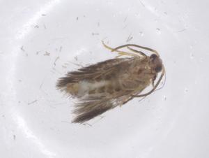  ( - CBG-B01568-F06)  @11 [ ] CreativeCommons - Attribution Share - Alike (2025) Centre for Biodiversity Genomics Centre for Biodiversity Genomics