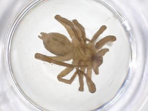  ( - CBG-B01569-H01)  @11 [ ] CreativeCommons - Attribution Share - Alike (2025) Centre for Biodiversity Genomics Centre for Biodiversity Genomics