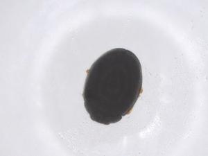  ( - CBG-B01570-D04)  @11 [ ] CreativeCommons - Attribution Share - Alike (2025) Centre for Biodiversity Genomics Centre for Biodiversity Genomics