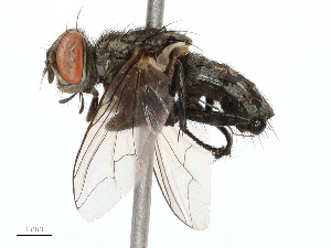  ( - CBG-B04136-D09)  @11 [ ] CreativeCommons - Attribution Share - Alike (2025) CBG Photography Group Centre for Biodiversity Genomics