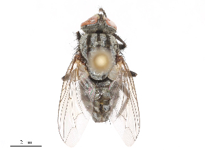  ( - CBG-B04136-E07)  @11 [ ] CreativeCommons - Attribution Share - Alike (2025) CBG Photography Group Centre for Biodiversity Genomics