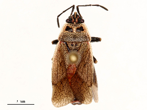 (Pyrrhocoris tibialis - CBG-B04136-H10)  @11 [ ] CreativeCommons - Attribution Share - Alike (2025) CBG Photography Group Centre for Biodiversity Genomics