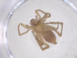  ( - CBG-B21036-B07)  @11 [ ] CreativeCommons - Attribution Share - Alike (2025) Centre for Biodiversity Genomics Centre for Biodiversity Genomics