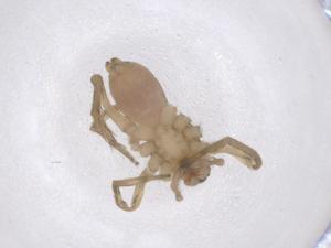  ( - CBG-B21036-C08)  @11 [ ] CreativeCommons - Attribution Share - Alike (2025) Centre for Biodiversity Genomics Centre for Biodiversity Genomics