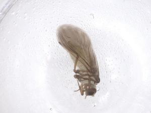  ( - CBG-B21036-G01)  @11 [ ] CreativeCommons - Attribution Share - Alike (2025) Centre for Biodiversity Genomics Centre for Biodiversity Genomics