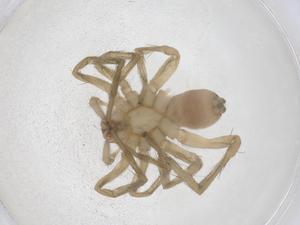  ( - CBG-B21037-A06)  @11 [ ] CreativeCommons - Attribution Share - Alike (2025) Centre for Biodiversity Genomics Centre for Biodiversity Genomics