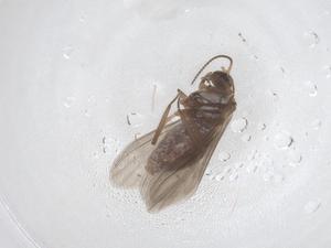  ( - CBG-B21037-B12)  @11 [ ] CreativeCommons - Attribution Share - Alike (2025) Centre for Biodiversity Genomics Centre for Biodiversity Genomics