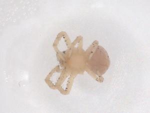  ( - CBG-B21038-B08)  @11 [ ] CreativeCommons - Attribution Share - Alike (2025) Centre for Biodiversity Genomics Centre for Biodiversity Genomics