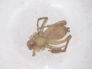  ( - CBG-B21039-A03)  @11 [ ] CreativeCommons - Attribution Share - Alike (2025) Centre for Biodiversity Genomics Centre for Biodiversity Genomics