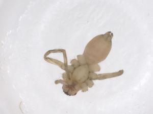  ( - CBG-B21039-A12)  @11 [ ] CreativeCommons - Attribution Share - Alike (2025) Centre for Biodiversity Genomics Centre for Biodiversity Genomics