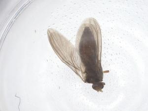  ( - CBG-B21275-D01)  @11 [ ] CreativeCommons - Attribution Share - Alike (2025) Centre for Biodiversity Genomics Centre for Biodiversity Genomics